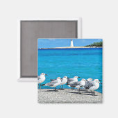 シーグルス，サンディビーチ，ナッソー，バハマ マグネット (正面/裏面)