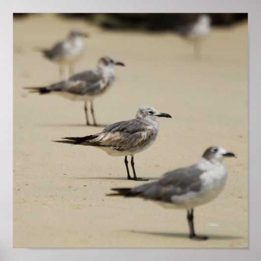 シーグルス ポスター (正面)