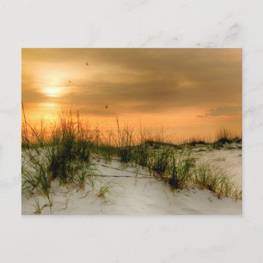 シーグルズアットサンライズ ポストカード (正面)