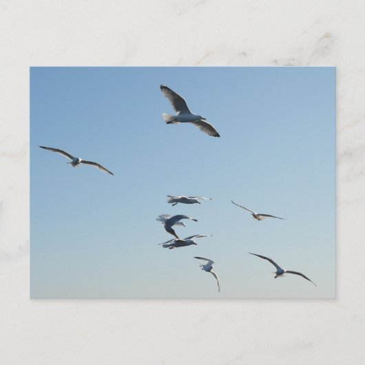 シーグル飛んでいるル シーズンポストカード (正面)