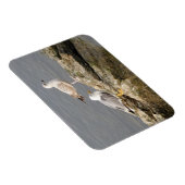 シーグル3"x4"マグネット マグネット (右側)