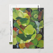 シーグレープ ポストカード (正面/裏面)