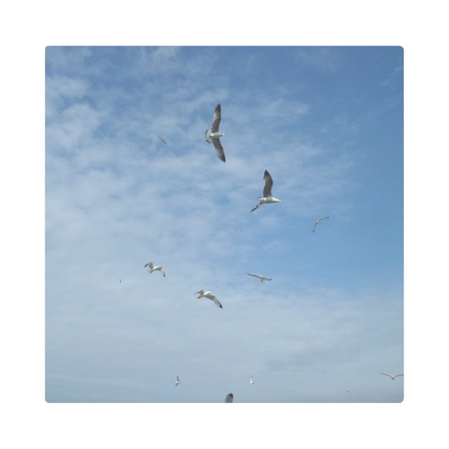 シーグ飛んでいるル16"x16"メタルアート メタルプリント (正面)