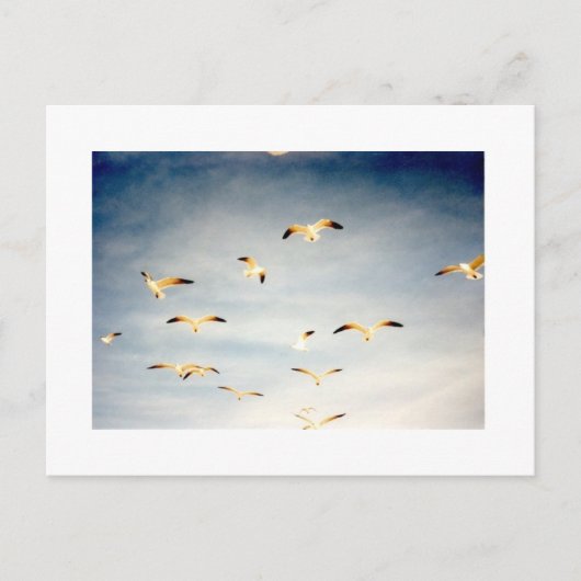 シーグ飛んでいるル ポストカード (正面)