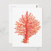 「シーコラル」海洋生物葉書 ポストカード (正面/裏面)