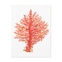 「シーコラル」海洋生物葉書