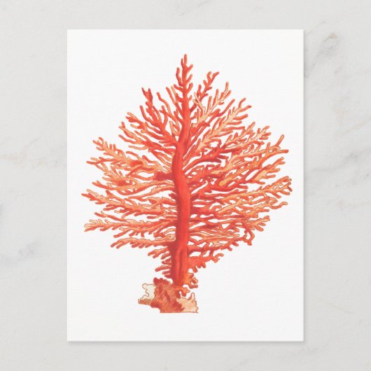 「シーコラル」海洋生物葉書 ポストカード (正面)