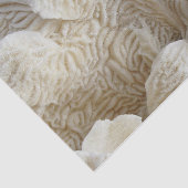 シーコーラルビューティフルクリーミーホワイトフォト 薄葉紙 (詳細)