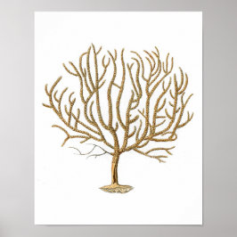 シーコーラルNo.4アンティーク自然史プリント ポスター