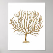 シーコーラルNo.4アンティーク自然史プリント ポスター (正面)