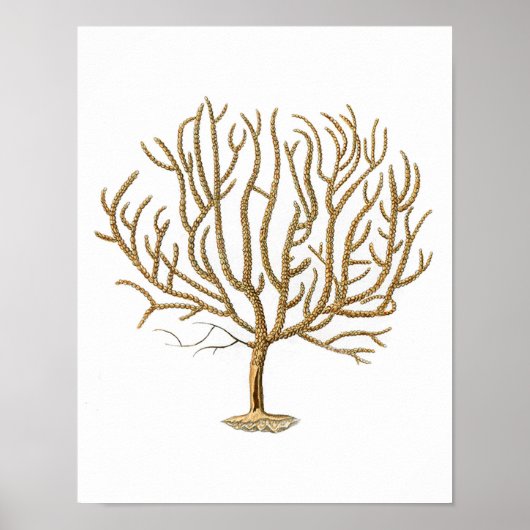 シーコーラルNo.4アンティーク自然史プリント ポスター (正面)