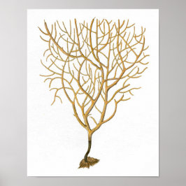 シーコーラルNo.6アンティーク自然史プリント ポスター