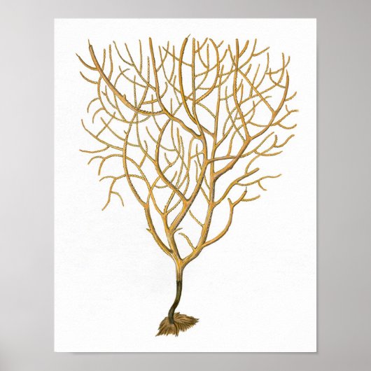 シーコーラルNo.6アンティーク自然史プリント ポスター (正面)