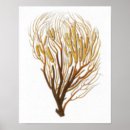 シーコーラルNo.7アンティーク自然史プリント ポスター