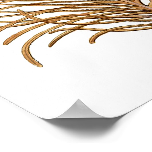 シーコーラルNo.8アンティーク自然史プリント ポスター (角)