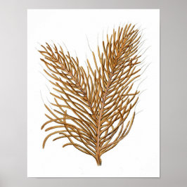 シーコーラルNo.8アンティーク自然史プリント ポスター