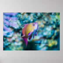 シーゴーダイカラフルかわいい魚