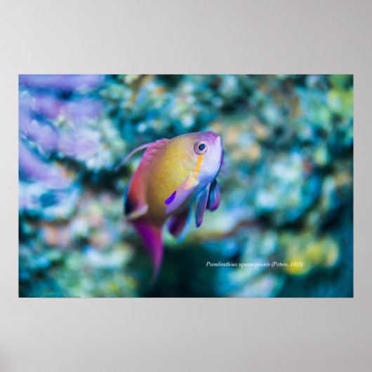 シーゴーダイカラフルかわいい魚 ポスター (正面)