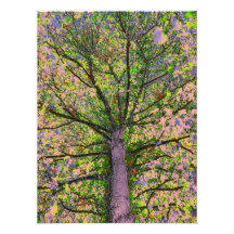 シーザーサラダ15