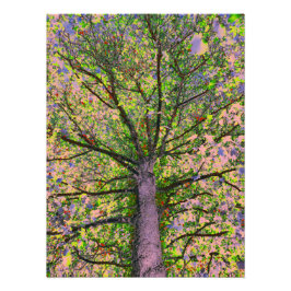 シーザーサラダ15 フォトプリント           