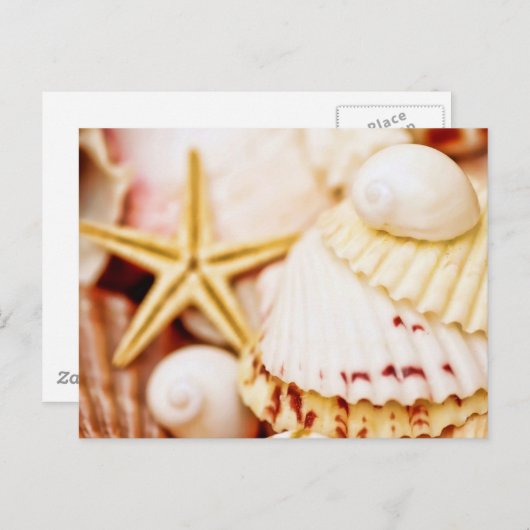 シーシかわいらしェル ポストカード (正面/裏面)