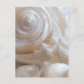 シーシェルとヒトデの背景 – ビーチシェル ポストカード (正面)