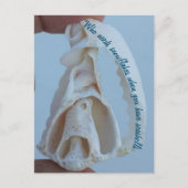 シーシェルの休日はがき シーズンポストカード (正面)