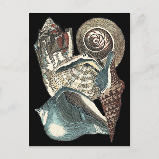 シーシェルアンソロジー ポストカード (正面)