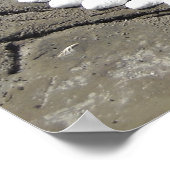 シーシェルアートオンビーチ ポスター (角)