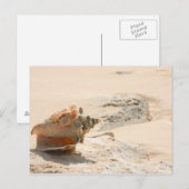 シーシェルオンザビーチ ポストカード (正面/裏面)