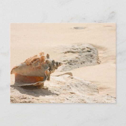 シーシェルオンザビーチ ポストカード (正面)