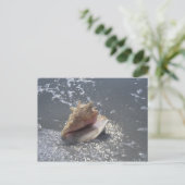 シーシェルオンビーチ |サニベル島（フロリダ州） ポストカード (スタンド正面)