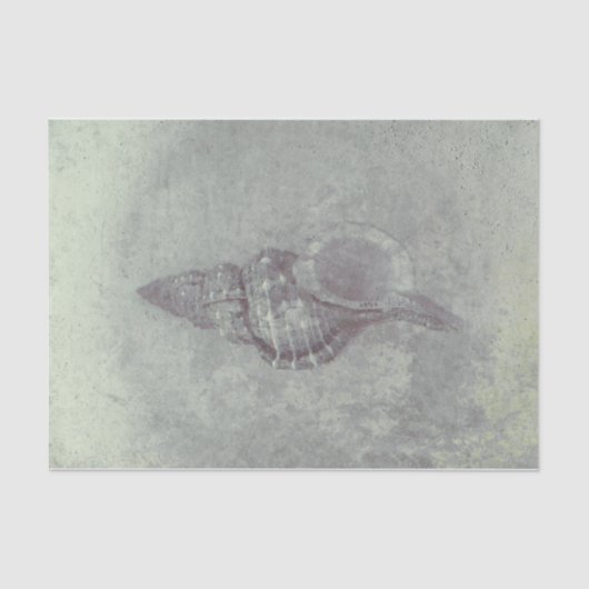 シーシェルグレーヴィンテージ海ビーチテクスチャ 薄葉紙 (正面)