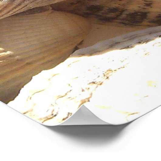 シーシェルコレクション写真 ポスター (角)