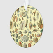 シーシェルシェルモルルスククラムエレガントクラシックアート オーナメント (正面)