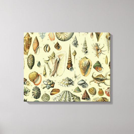 シーシェルシェルモルルスククラムエレガントクラシックアート キャンバスプリント (正面)