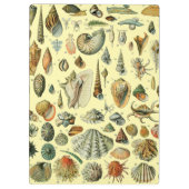 シーシェルシェルモルルスククラムエレガントクラシックアート クリップボード (裏面)