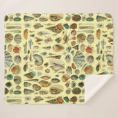 シーシェルシェルモルルスククラムエレガントクラシックアート シェルパブランケット (正面(横))