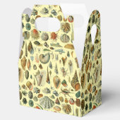 シーシェルシェルモルルスククラムエレガントクラシックアート フェイバーボックス (オープン)