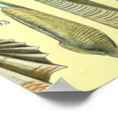 シーシェルシェルモルルスククラムエレガントクラシックアート ポスター (角)