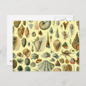 シーシェルシェルモルルスククラムエレガントクラシックアート ポストカード (正面/裏面)