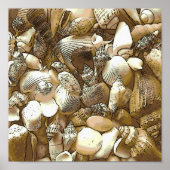 シーシェルズアットザビーチ ポスター (正面)