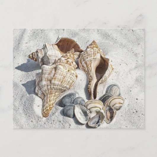 シーシェルズオンザホワイトサンビーチ ポストカード (正面)