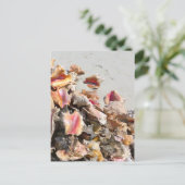 シーシェルズオンビーチ | TurksとCaicosの写真 ポストカード (スタンド正面)