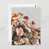 シーシェルズオンビーチ | TurksとCaicosの写真 ポストカード (正面/裏面)