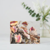 シーシェルズオンビーチ | TurksとCaicosの写真 ポストカード (スタンド正面)