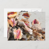 シーシェルズオンビーチ | TurksとCaicosの写真 ポストカード (正面/裏面)