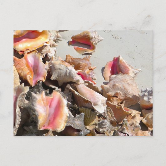 シーシェルズオンビーチ | TurksとCaicosの写真 ポストカード (正面)