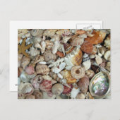 シーシェルズガローレ ポストカード (正面/裏面)