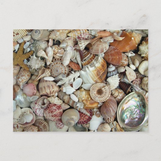 シーシェルズガローレ ポストカード (正面)